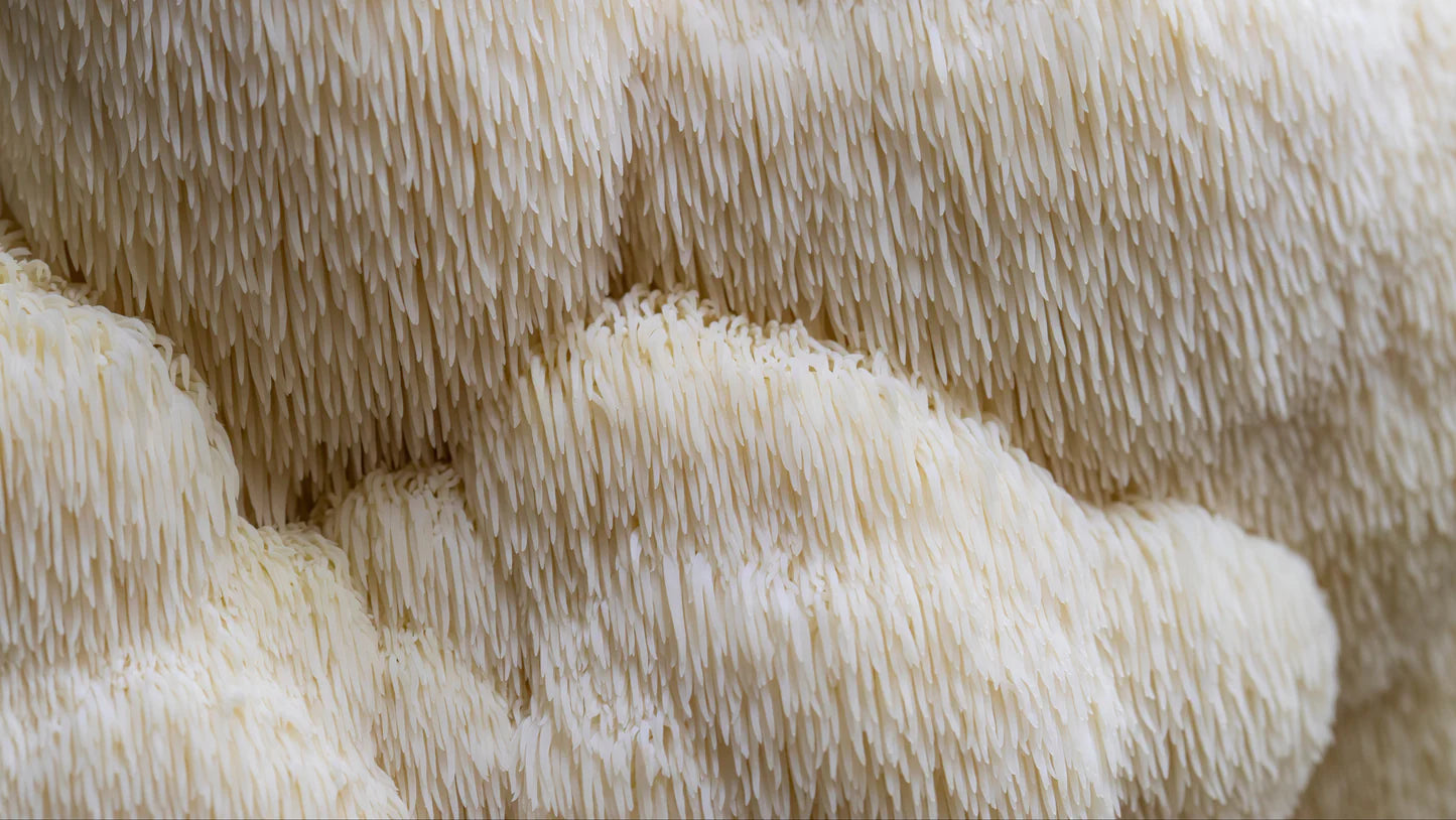 Lions Mane - North Tropics